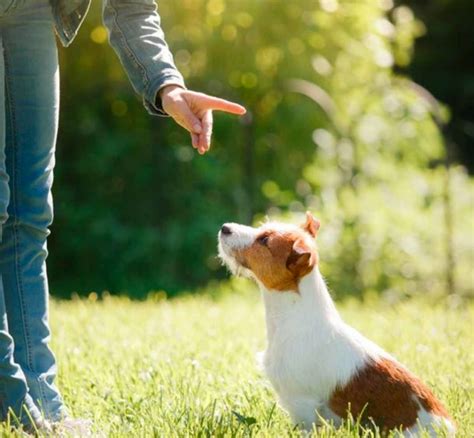 5 señales esenciales para enseñar a tu perro Caniescola Centro