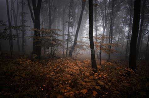 Floresta Misteriosa Escura Em Dia Das Bruxas Foto De Stock Imagem De