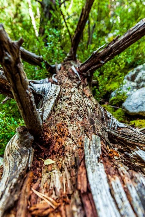 Free Images Tree Water Nature Forest Branch Wood Leaf Trunk