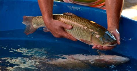 Estiagem Provoca Cancelamento Da Feira Do Peixe Vivo Em Lajeado