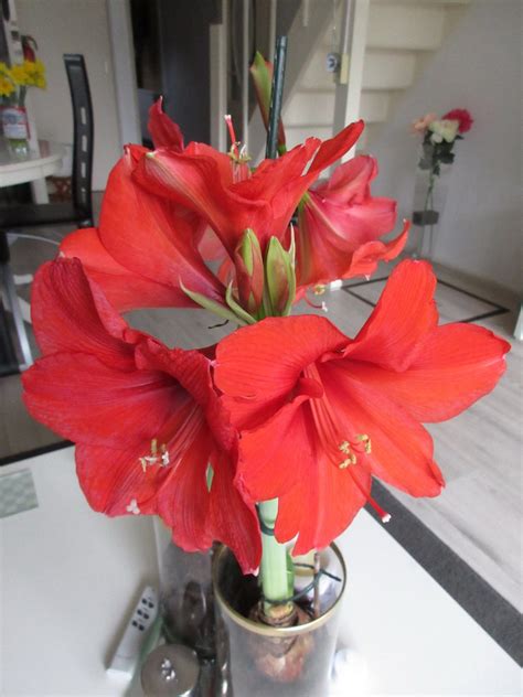 Solve Again An Update On My Bouquet Of Amaryllis Closer Up From