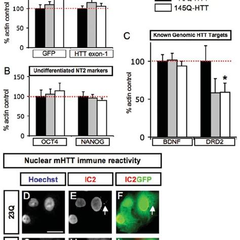 Mhtt Induced Gene And Protein Expression In Pluripotent Nt Cells Nt