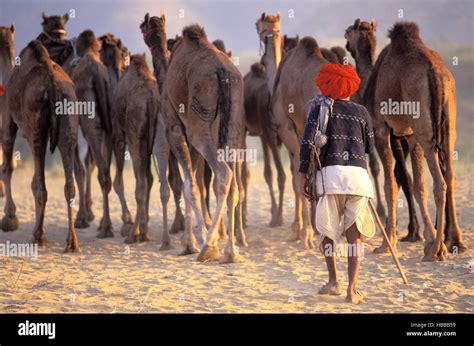 Inde Rajasthan Foire Aux Chameaux De Pushkar India Rajasthan