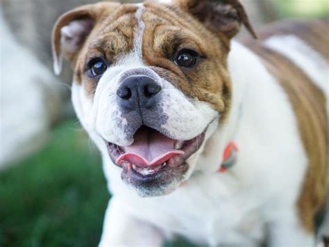 A Guide To The Different Types Of Bulldogs Pethelpful
