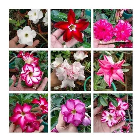 20 Sementes Rosa Deserto Adenium Obesum Mix De Cores E Tipos à venda em