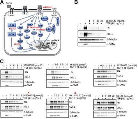 Effect Of Kinase Inhibitors On Tgf B1einduced Expression Of A Sma