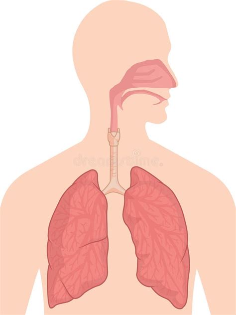 Human Body Anatomy Respiratory System Stock Vector Illustration Of