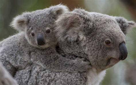 Cute Baby Koala Wallpapers - Top Free Cute Baby Koala Backgrounds - WallpaperAccess