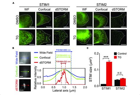 Visualization Of The Nanoscale Architecture Of Stim Proteins In Siha