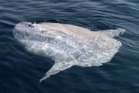 Ocean Sunfish - American Oceans