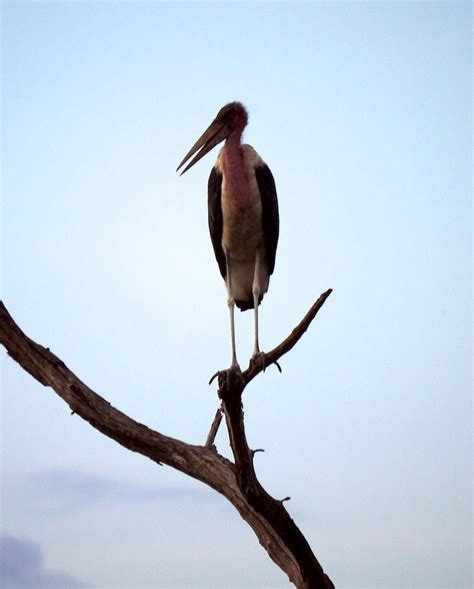 Kruger National Park South Africa Michael Mazengarb Flickr