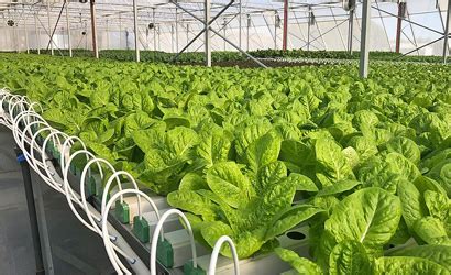 Hydroponic Farming In Chandigarh Croptek Agri Grower Pvt Ltd