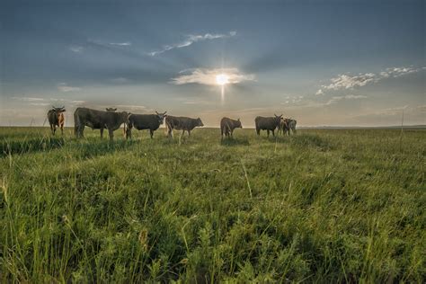 Free Images Landscape Nature Horizon Sunrise Field Farm Meadow