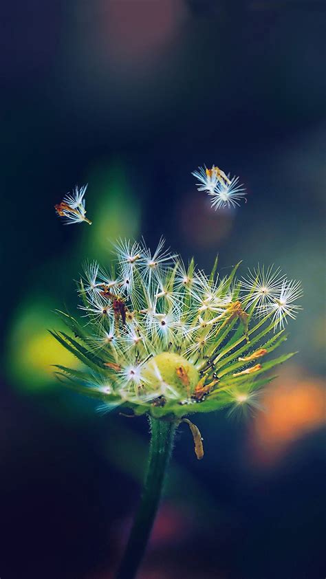 Samsung Dandelion Wallpaper Wallpapersafari