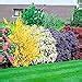 5 X Flowering Shrub Plant Mix Year Round Colour Hardy Outdoor Garden