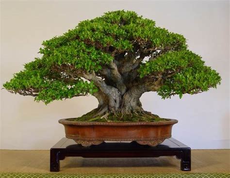 Bonsai Haven: SPECIE: BALETE