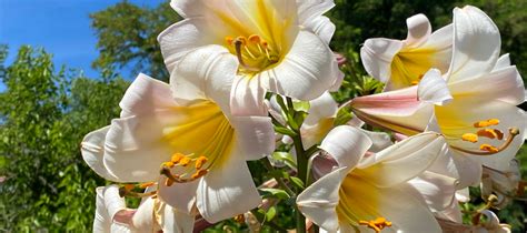 Liliums Lily Flowers How To Grow And Care With Success The Diggers Club