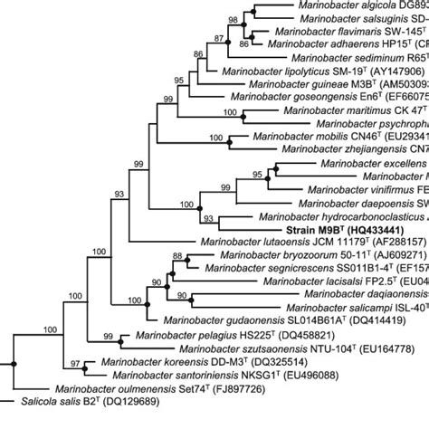 Maximum Parsimony Phylogenetic Tree Based On S Rrna Gene Sequences