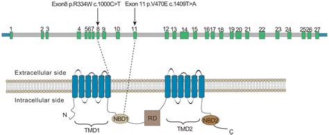 Frontiers Whole Exome Sequencing Identified Cftr Variants In Two