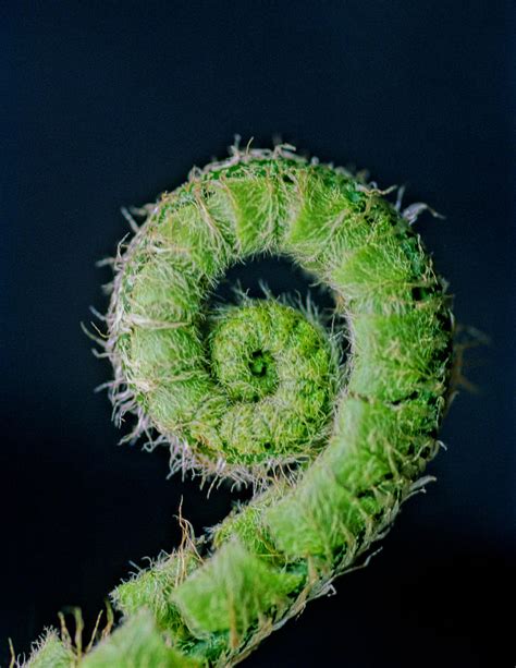 Fern Fiddlehead Photograph By Carolyn Smith Fine Art America