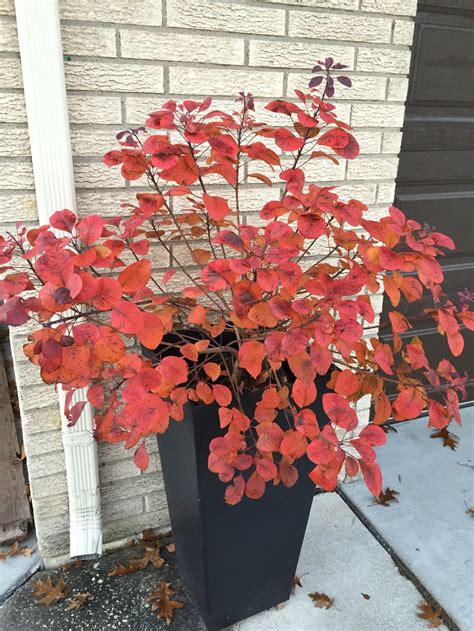 Winecraft Black® Smokebush Cotinus Coggygria Proven Winners