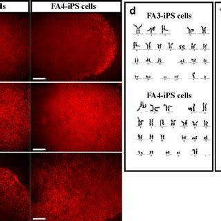 Characterization Of Human IPS Cell Lines FA3 And FA4 Immunostaining Of