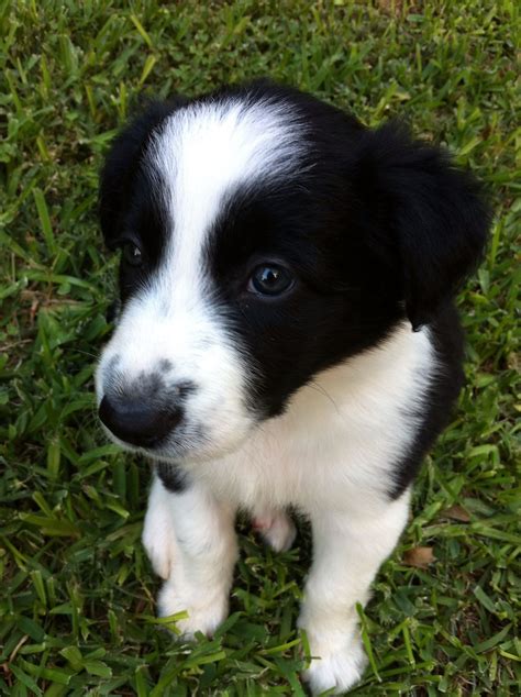 Autumn The Cutest Border Collie Puppy Australian Cattle Dog Border