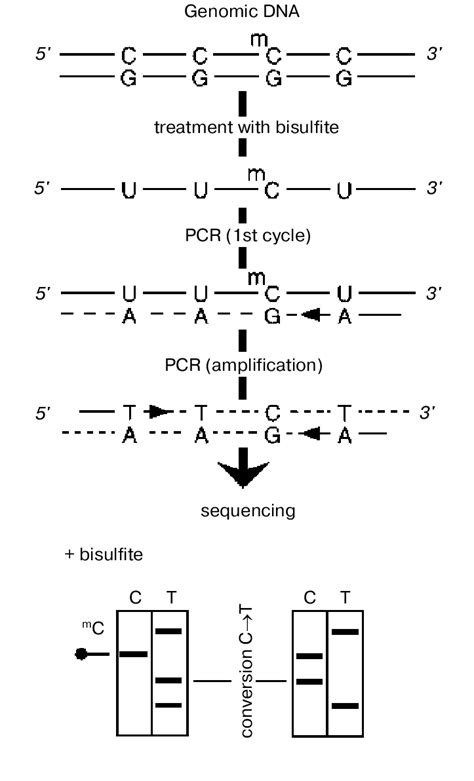 Bisulfite Sequencing Dna Is Denatured And Treated With Sodium