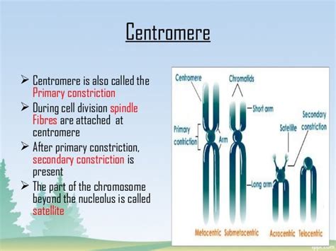 Structure of chromosomes final