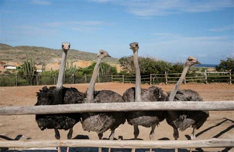 Get Up Close and Personal - Aruba Ostrich Farm Tours