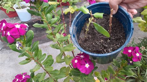 How To Grow Vinca Flowers From Seed At Georgina Long Blog