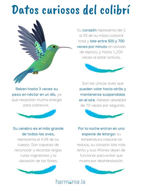 Curiosidades Que No Sab As Del Colibr Infografia Arte Y Belleza