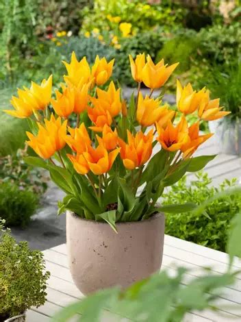 Tulipan Bukietowy Tulipa Praestans Shogun Szt Sklep Cebule Pl