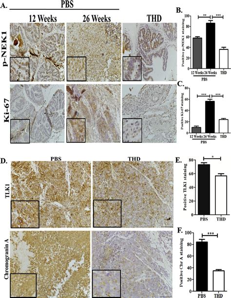 IHC Analysis Of PCa Progression In The TRAMP Model A C The