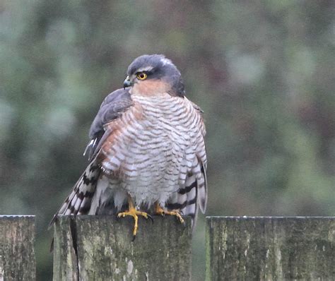 Sparrowhawk Relaxed Garden Fence High Farm Country Park Flickr