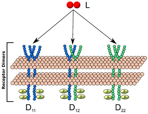 Processes Free Full Text Mapping Tyrosine Kinase Receptor Dimerization To Receptor