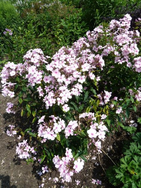 Phlox Rosa Pastell Vlambloem Appeltern Adventure Gardens