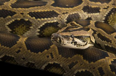 Burmese Python | National Geographic | Burmese python, Types of snake ...