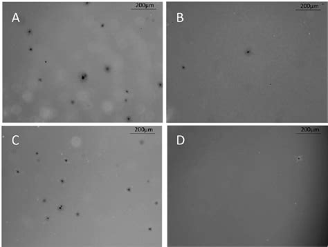 Soft Agar Assay Representative Photos Of Soft Agar Assay Wells Are Download Scientific Diagram