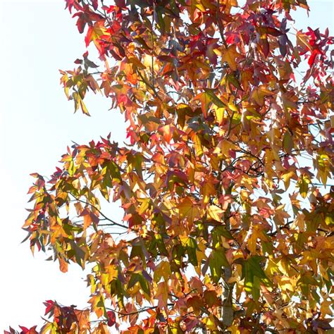 Sweetgum Tree Liquidambar Styraciflua Worplesdon Roots Plants