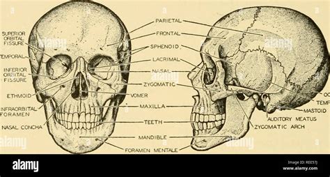 Diagram Of The Appearance Of Cranium