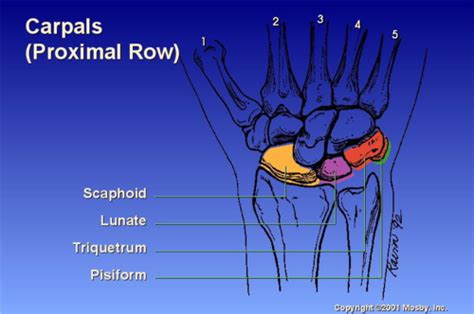 Bones Of The Wrist And Hands Flashcards Quizlet