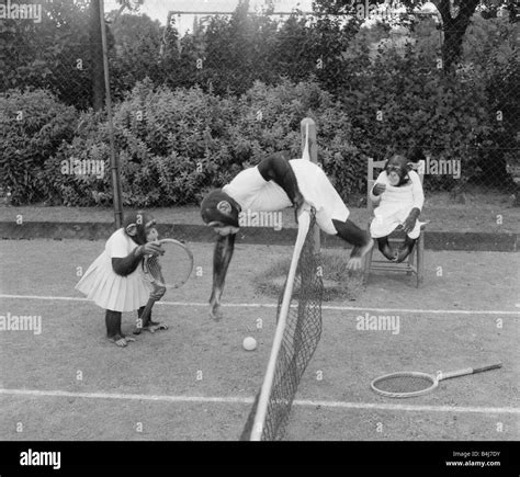 Chimps From Billy Smarts Circus Enjoying A Game Of Tennis Animals