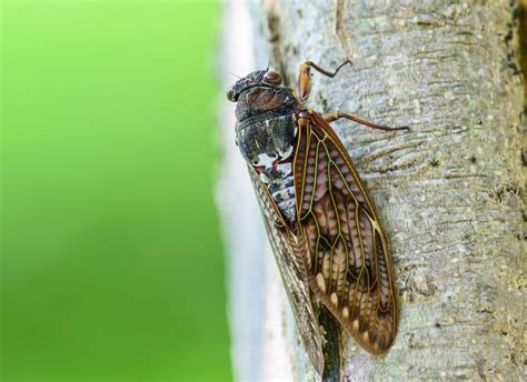 In Japan, the cicada sings all day, every day, almost everywhere - so ...