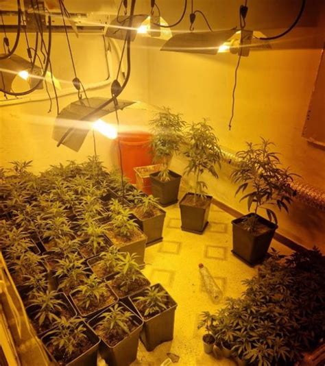 Cuatro Detenidos Tras Desarticular En Huelva Capital Tres Plantaciones