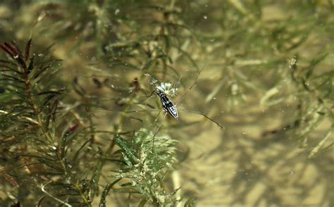 Striped Pond Skaters From On September At Pm By