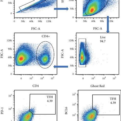 TFH Cells Increase In Mice That Develop Lupus In 9 And 18 Week Old