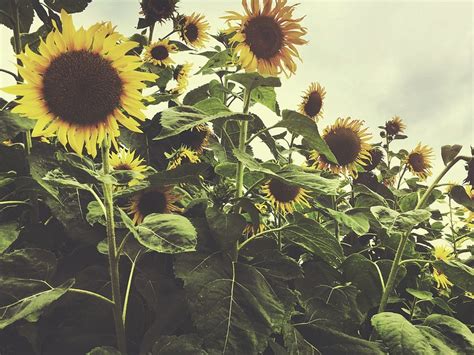 Sunflower Field Countryside Agriculture Concept | Free Photo - rawpixel