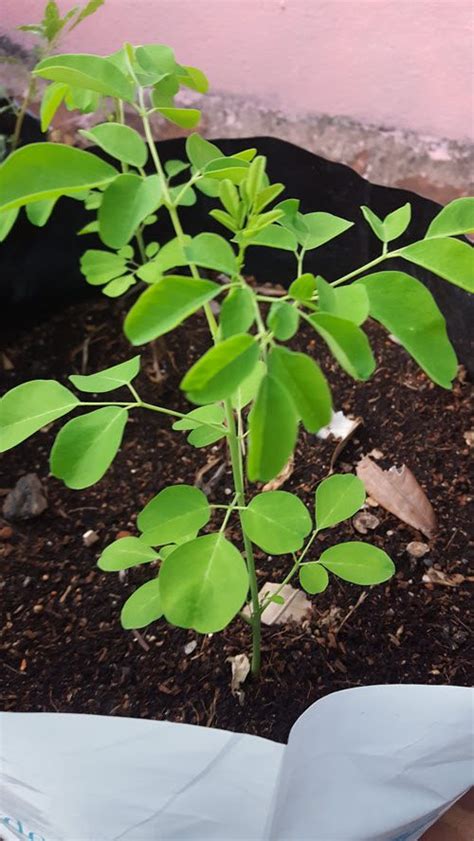 How To Grow Drumstick Trees Moringa In Pots My Organic Garden