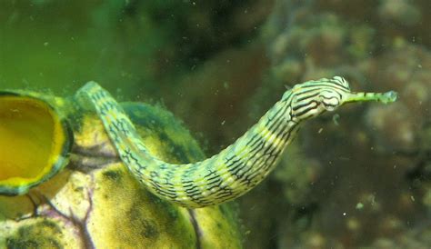 PIPEFISH: THE ULTIMATE CARE, DIET, HABITAT AND SPECIES GUIDE | FISH KEEPING HELP